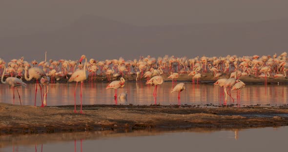 Beautiful Video of African Wildlife