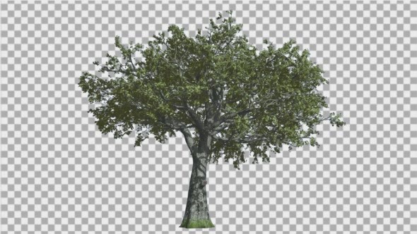 White Oak Tree is Swaying at The Wind Green Tree alt