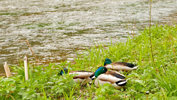 Three Drake Resting On The River Bank