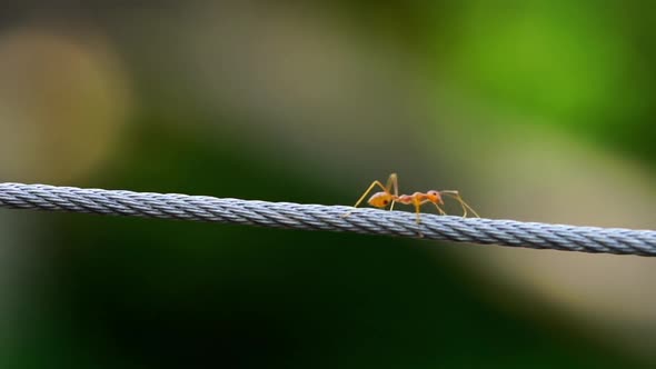 red ant colony walking across the wire