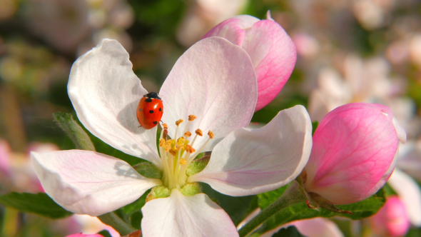 Ladybird On The Apple Flower