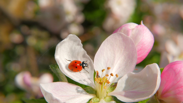 Ladybird on The Apple Flower