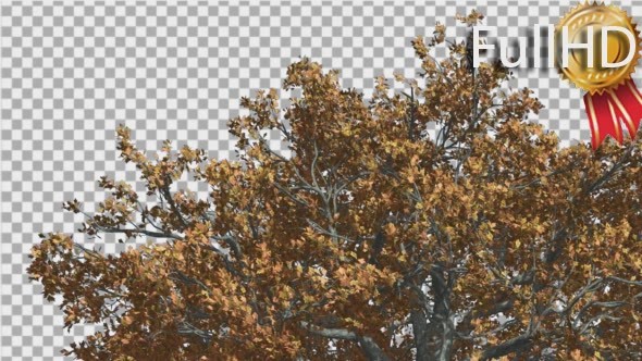 White Oak Top of a Crown Tree is Swaying at The alt