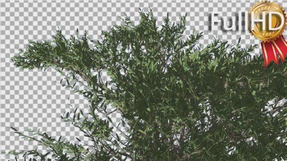 Umbrella Thorn Top of Tree is Swaying at The Wind alt