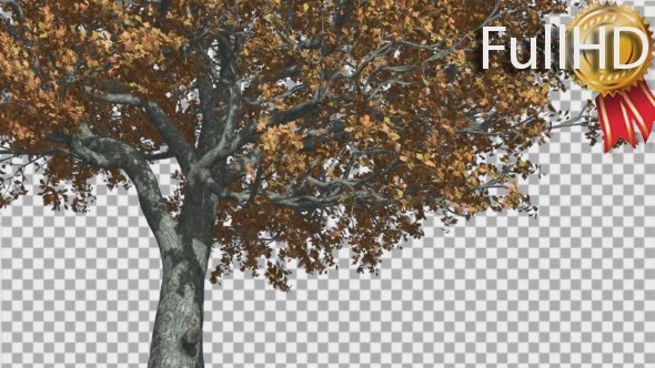 White Oak Trunk And Lower Branches Tree is alt