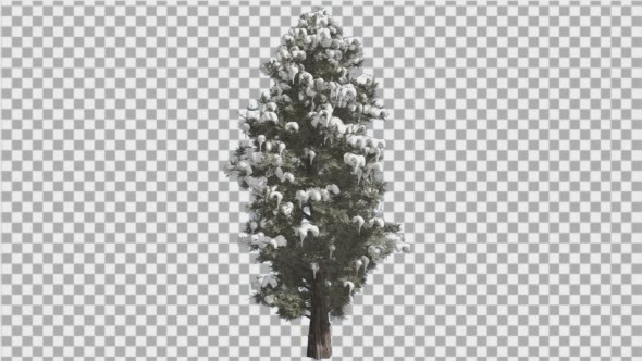 Eastern Red Cedar Snow on a Branches Thin Tree alt
