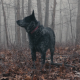 Dog Lost in Cold Fog Forest - VideoHive Item for Sale