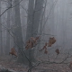 Frosty Cold Forest - VideoHive Item for Sale