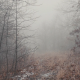 Scary and Cold Forest Trail - VideoHive Item for Sale