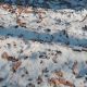 Walking in Light Snow in Forest - VideoHive Item for Sale