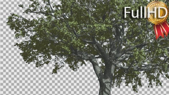 White Oak Trunk And Lower Branches  alt