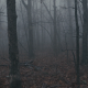 Walking in Scary Fog Forest - VideoHive Item for Sale
