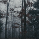 Foggy and Cold Forest - VideoHive Item for Sale