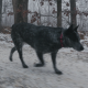 Dog Running on Snowy Road - VideoHive Item for Sale