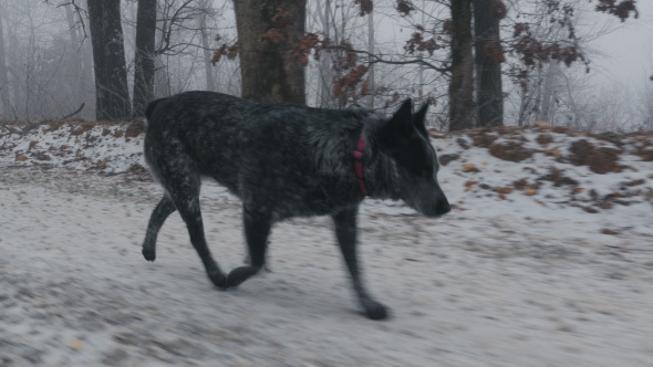Dog Running on Snowy Road