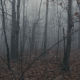 Lost in Scary Fog Forest | Panic Effect - VideoHive Item for Sale