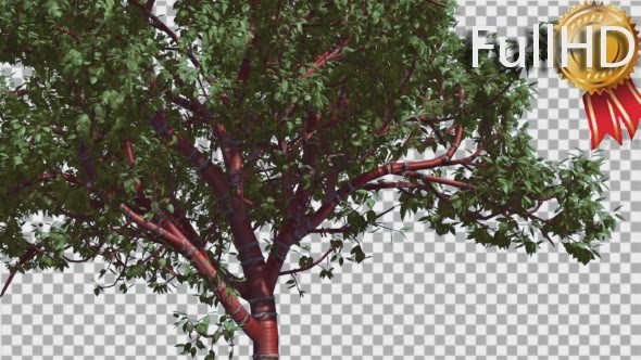 Tibetan Cherry Red Tunk Small Tree is Swaying alt