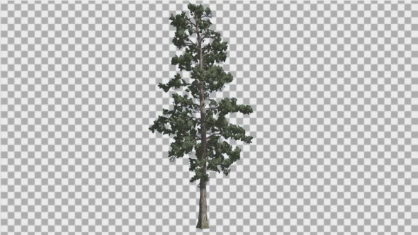Eastern White Pine With Thin Tree in Summer Tree