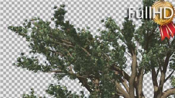 Cedar of Lebanon Top of Tree is Swaying  alt