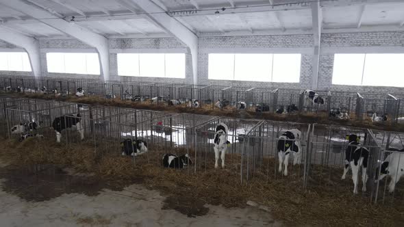 Manege On A Farm Where Calves Are Raised. Livestock Farm For Cattle Breeding