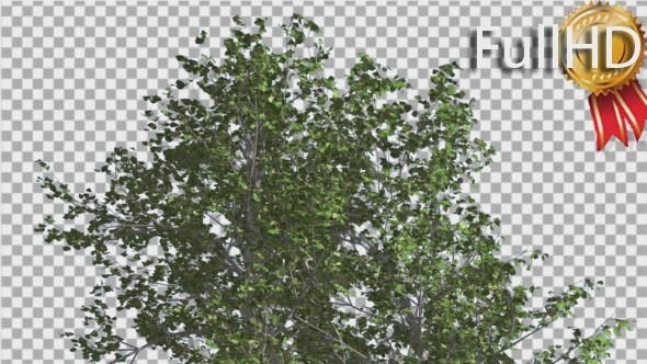 River Birch Top of Small Tree is Swaying alt