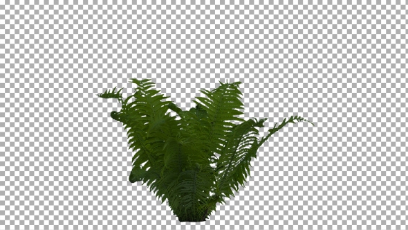 Real Fern Isolated on the Wind 1