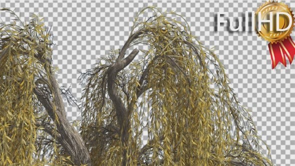 Weeping Willow Top of Tree Hanging Tree Branches alt