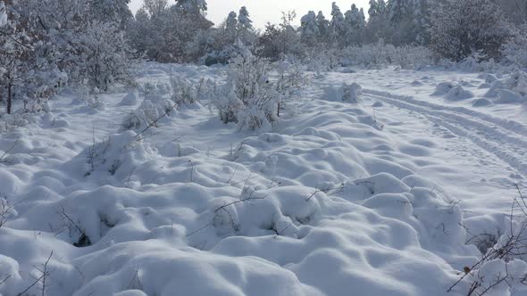 Snowed trees and small vegetation 4K drone video