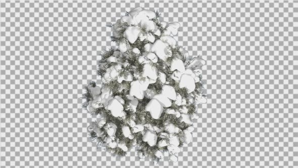 Cedar Top Down Eastern Red Cedar Snow on Tree alt