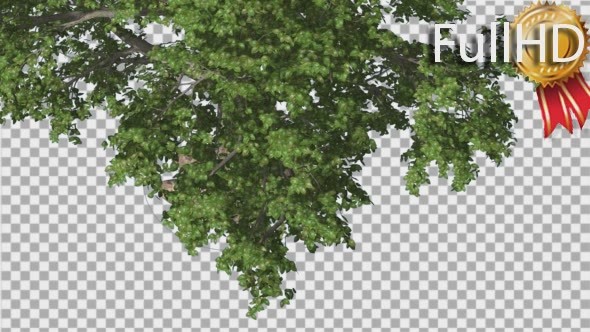 Broadleaf Top of The Tree Turned alt