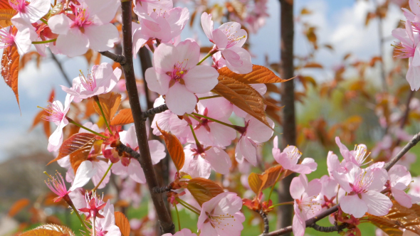 Flowers Of Japanese Sakura