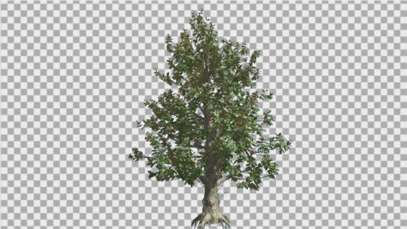 Southern Magnolia Tree is Swaying in The Wind alt