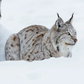 Lynx laying in the snow - PhotoDune Item for Sale