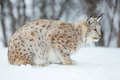 Lynx in a norwegian forest - PhotoDune Item for Sale