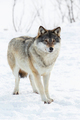 One Wolf standing in the snow - PhotoDune Item for Sale