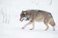 Lonely wolf walking in the snow - PhotoDune Item for Sale