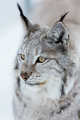 Lynx in the winter - PhotoDune Item for Sale