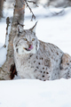 Lynx licking lips after eating food - PhotoDune Item for Sale