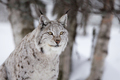 Proud lynx in a winter forest - PhotoDune Item for Sale