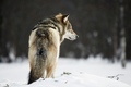 Wolf in the snow - PhotoDune Item for Sale