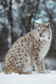 Lynx sitting in the snow - PhotoDune Item for Sale