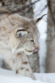 Close up of lynx walking in snow - PhotoDune Item for Sale