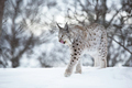 Lynx walks in the cold winter forest - PhotoDune Item for Sale