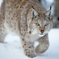 Close up of a lynx sneaking - PhotoDune Item for Sale