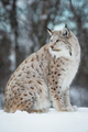 Lynx in the snow - PhotoDune Item for Sale