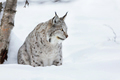 Lynx sitting in the snow - PhotoDune Item for Sale