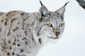 European lynx in a winter landscape - PhotoDune Item for Sale