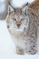 Proud lynx standing in the snow - PhotoDune Item for Sale
