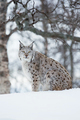 Lynx sitting in the snow a cold winter - PhotoDune Item for Sale