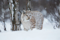 Lynx in winter forest - PhotoDune Item for Sale